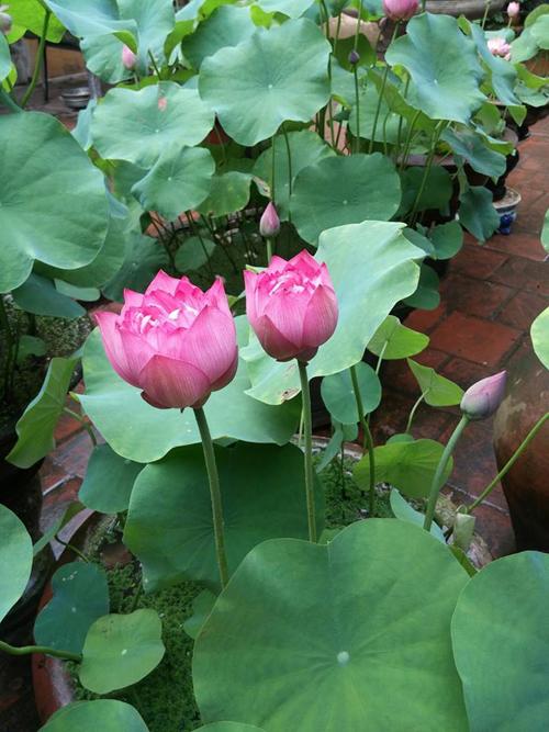 [Lấy mã giảm thêm 30%] Hạt giống Sen Ta ~10 hạt (kèm hướng dẫn)