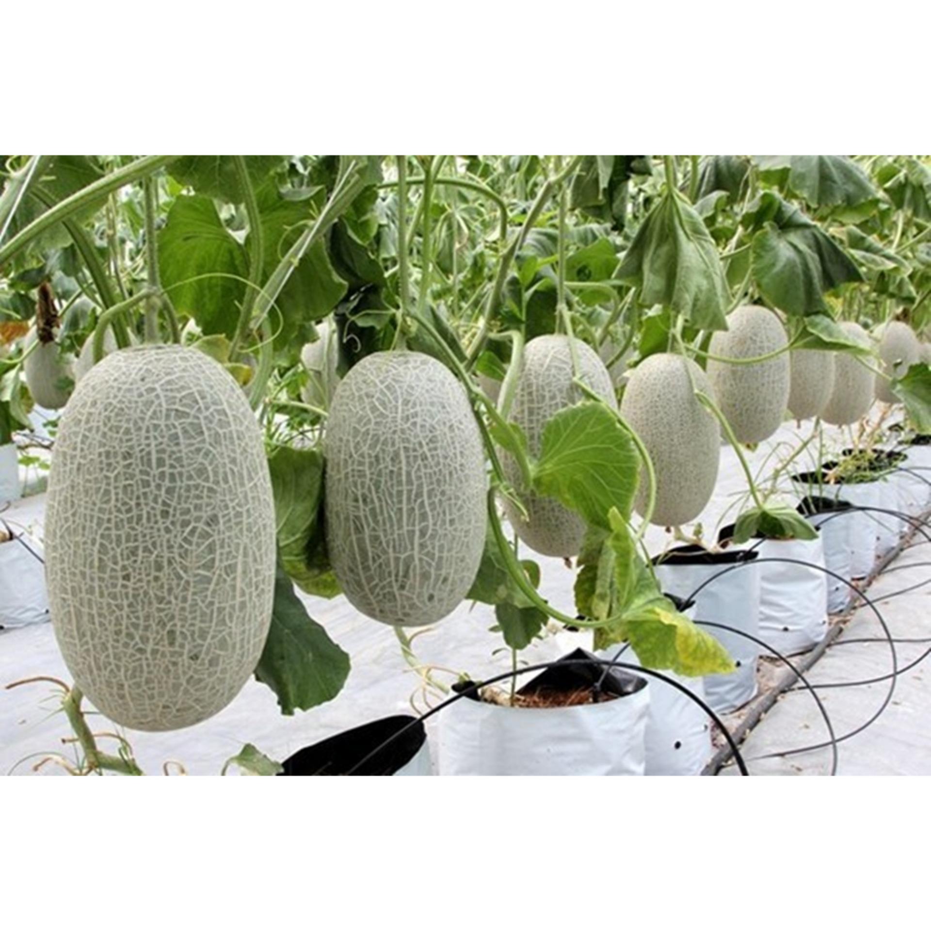 Hạt giống dưa lưới vàng