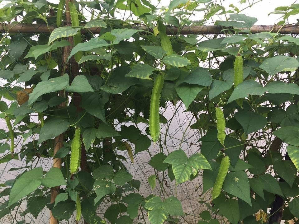 Hạt giống đậu rồng (đậu khế) - 5 gr