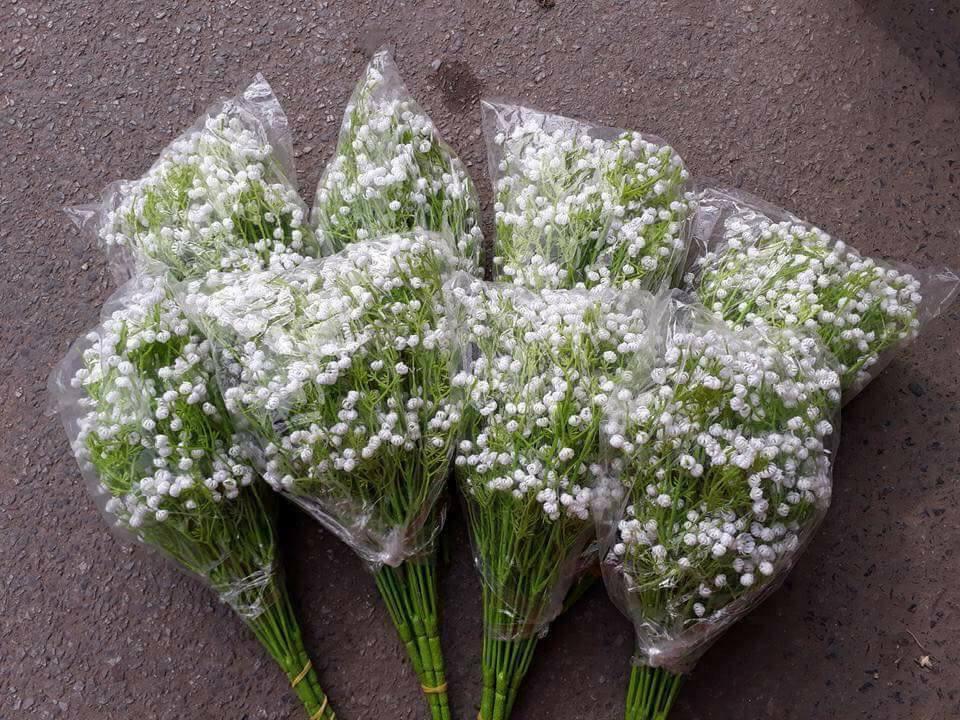 5 Cành hoa baby nhựa làm vòng hoa đội đầu, cỏ điểm, trang trí