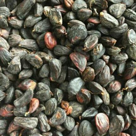 Hạt dổi rừng 100g