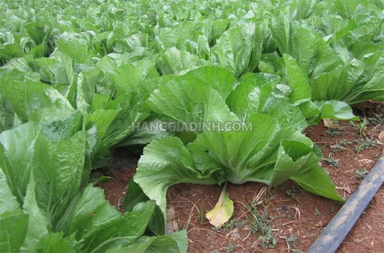 Hạt giống Cải bẹ Đông Dư ( cải bẹ dưa) 20gr