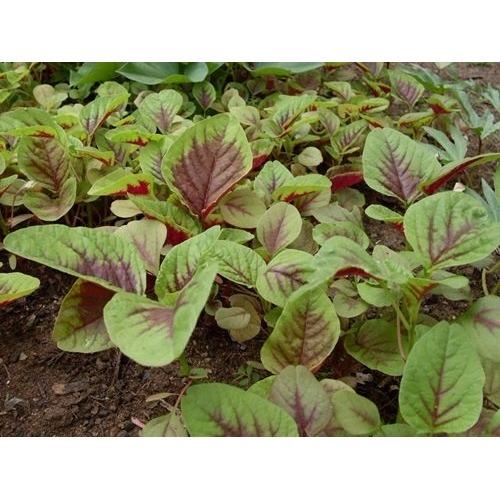 [HCM]Hạt giống dền tiều cao sản - PhuNongSeeds