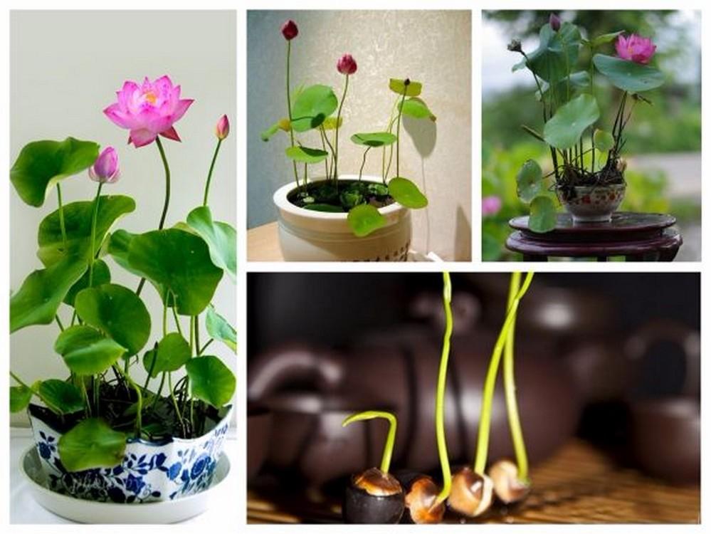 Bộ 2 gói Hạt giống Sen mini Nhật (10 hạt nhiều màu)