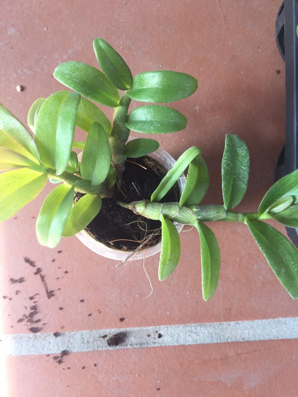 Trầm 5ct họng đỏ