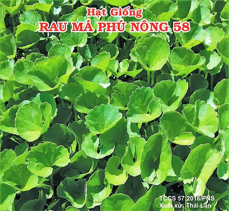 [HCM]Hạt giống RAU MÁ  PN 58  -KLT 1GRAM .