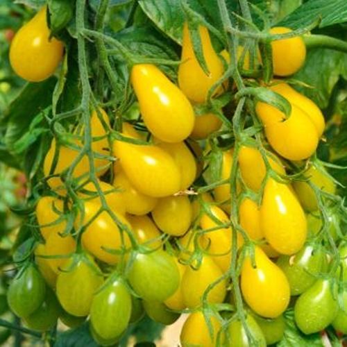 Hạt Giống Cà Chua Trái Cây Vàng Loại Dễ Trồng. Túi 30 Hạt