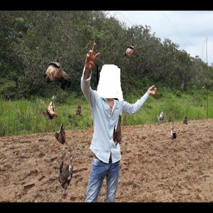 Lưới bẫy chim cu gáy 30m