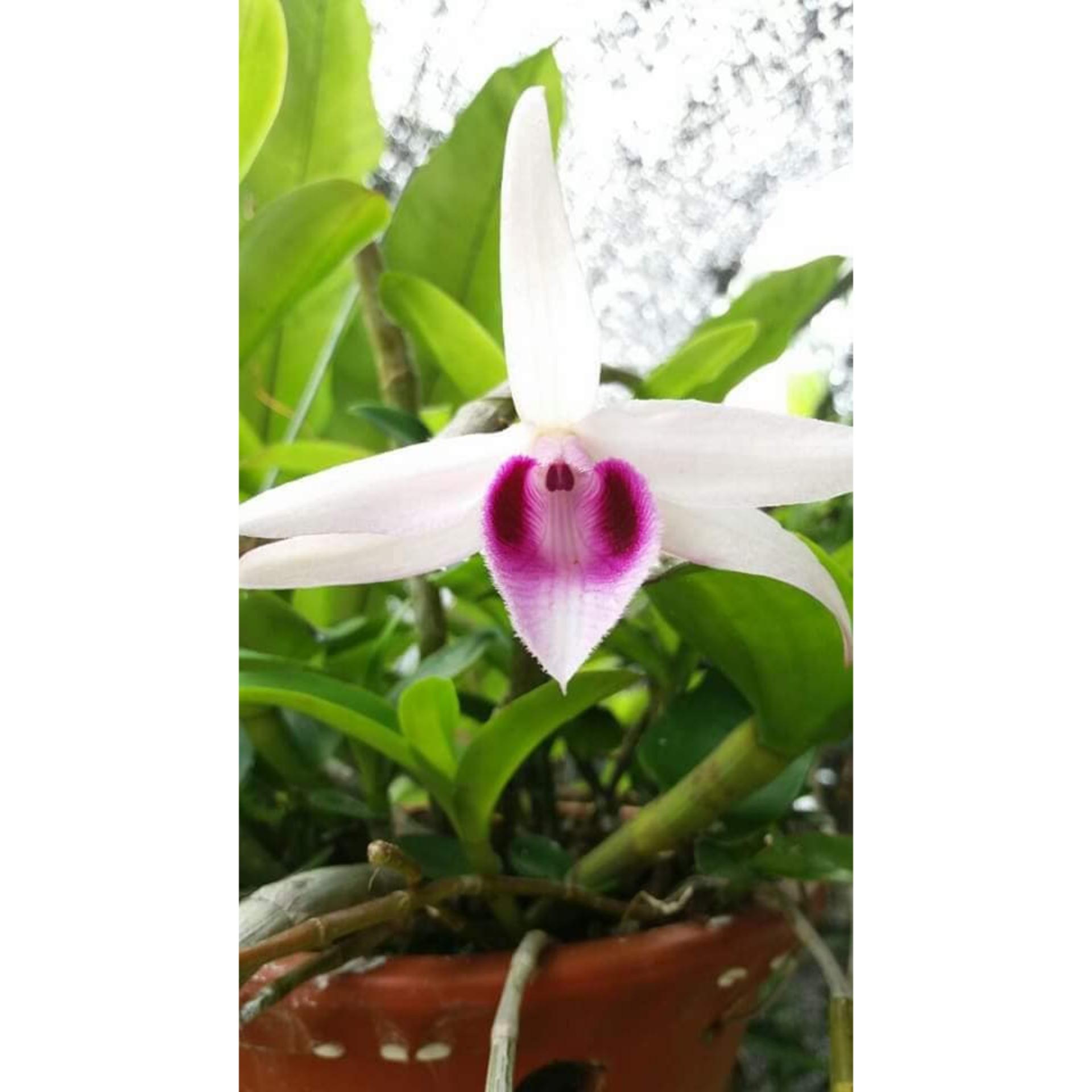 Lan Dã Hạc Di linh Giống