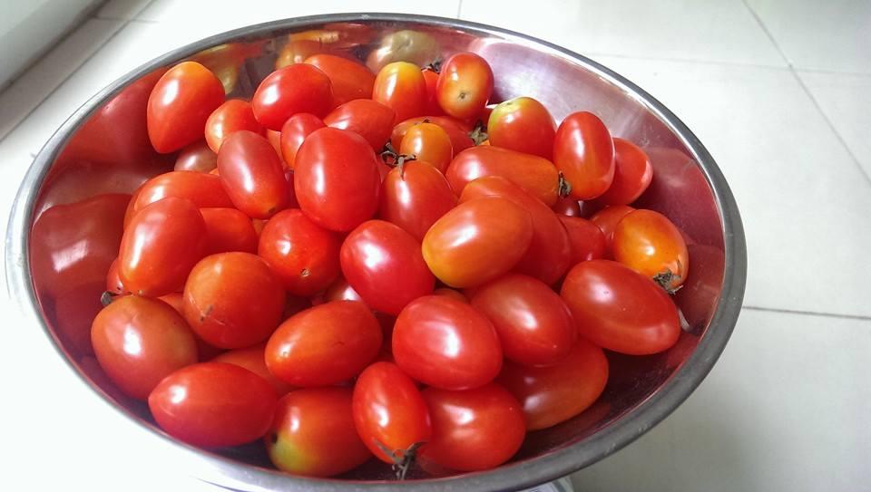 Gói 30 Hạt giống Cà Chua Bi Oval (tặng gói kích nẩy mầm và hướng dẫn)