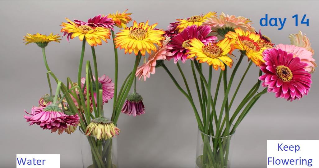Dung dịch cắm hoa 1000ml- giữ hoa lâu tàn