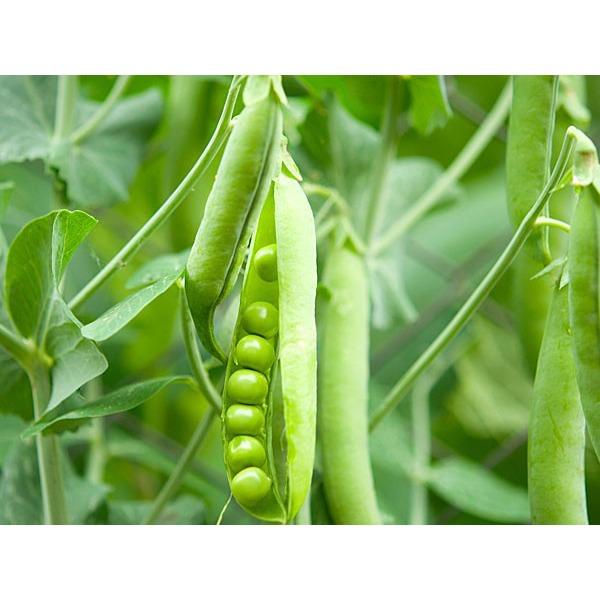 ĐẬU HÀ LAN TỎI ỚT