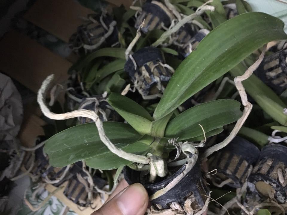 Ngọc điểm bò sữa Giống cốc 2 thân(chậu 2 cây)