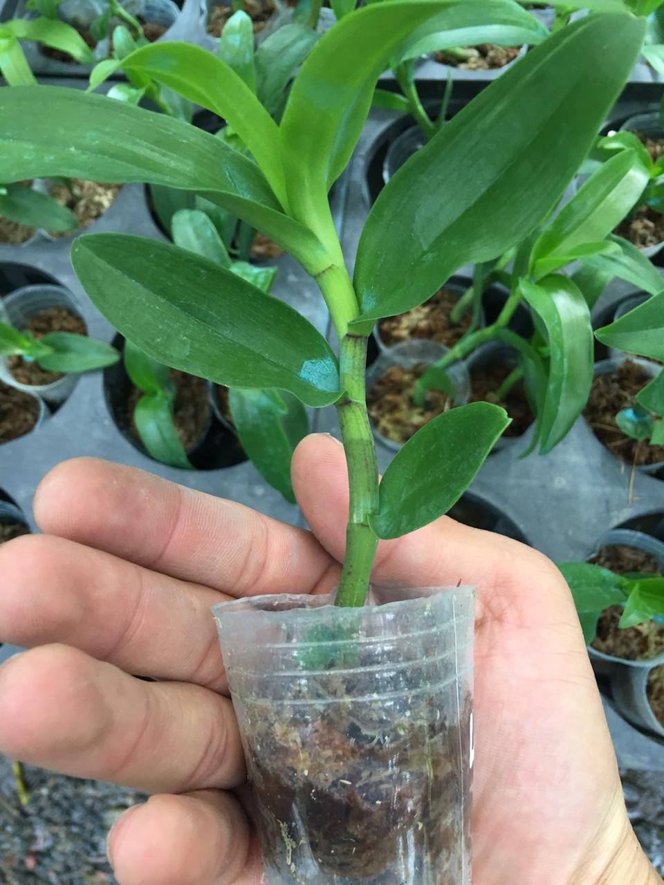 GIẢ HẠC CHỚP MỸ LAI