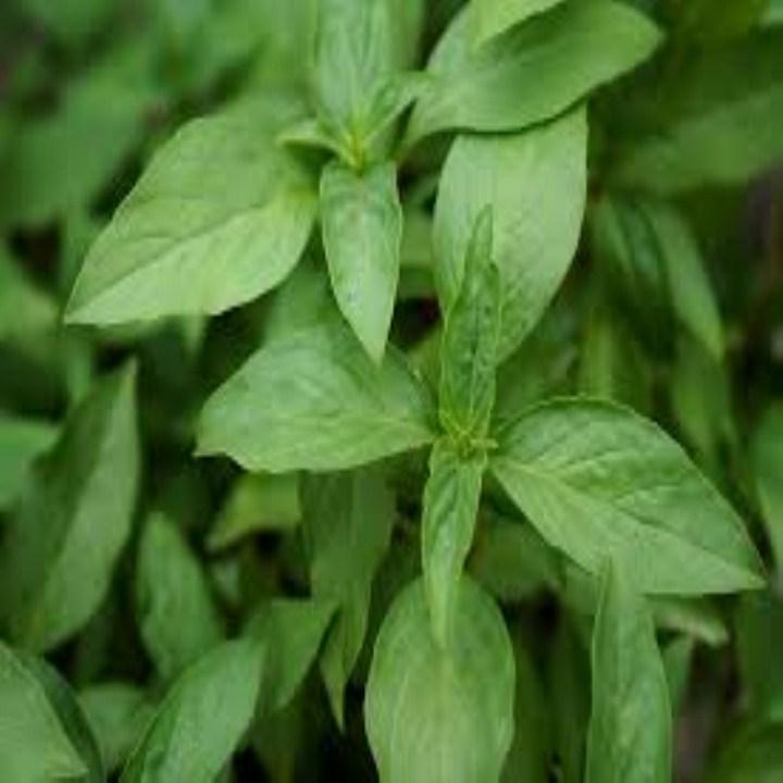 HG65- hạt giống húng thơm 200 hạt