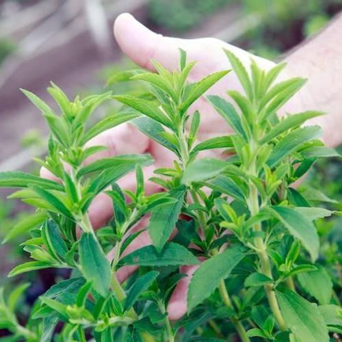 [Lấy mã giảm thêm 30%] Hạt giống Cỏ ngọt (gói 01g)