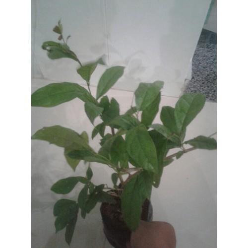 cây xạ đen, 4-5 cây/bầu