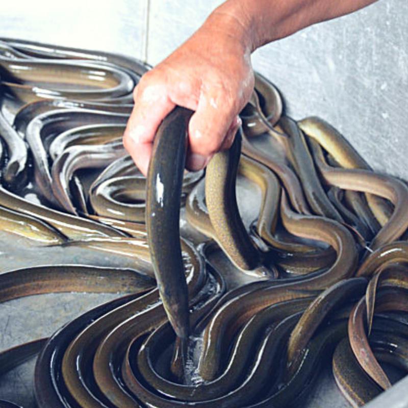 Chai Dịch Trùn Quế Đậm Đặc Eel Q Cho Lươn, Cá và BaBa ( 1 LÍT )
