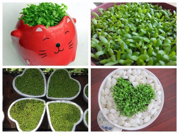 Hạt giống Cỏ may mắn (gói 100 hạt)