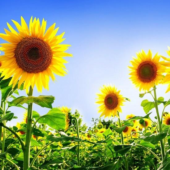 Gói 30 Hạt giống Hướng dương (tặng gói kích nẩy mầm và hướng dẫn)