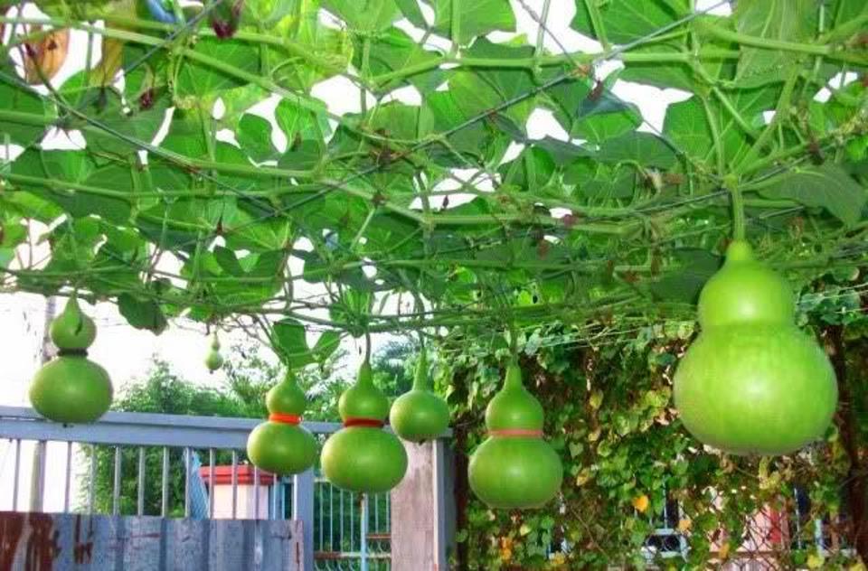 Hạt cây bầu hồ lô Thái Lan- gói 15 hạt