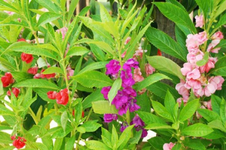Gói 50 Hạt Giống Hoa Móng Tay Nhiều Màu