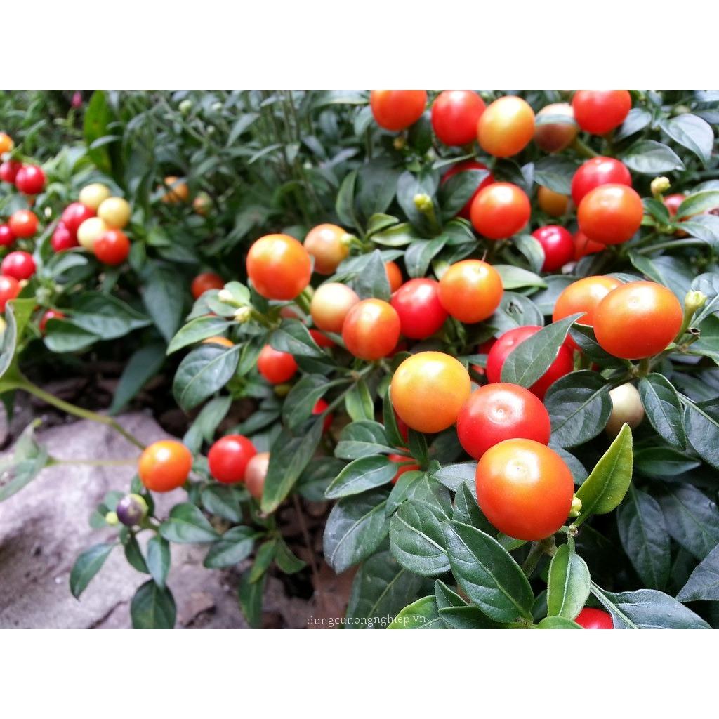 [HCM]Hạt Giống Ớt Kiểng Quả Tròn Thái Lan - KLT 10 hạt