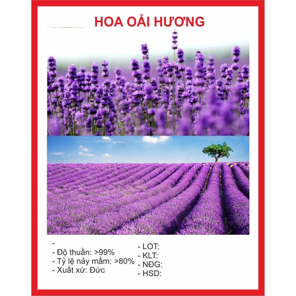 [Lấy mã giảm thêm 30%] Hạt Giống Hoa Oải Hương (100 hạt)