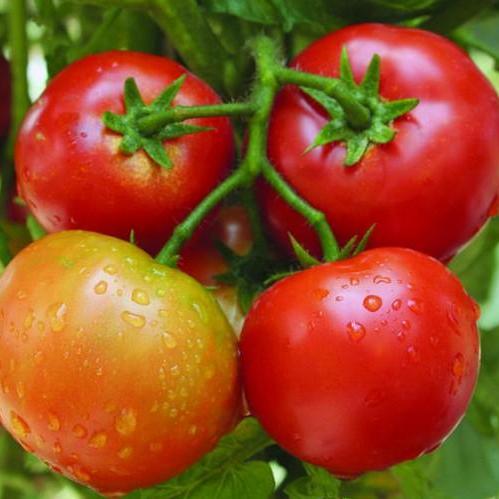 Gói 1g Hạt giống Cà Chua F1 (tặng gói kích nẩy mầm và hướng dẫn)