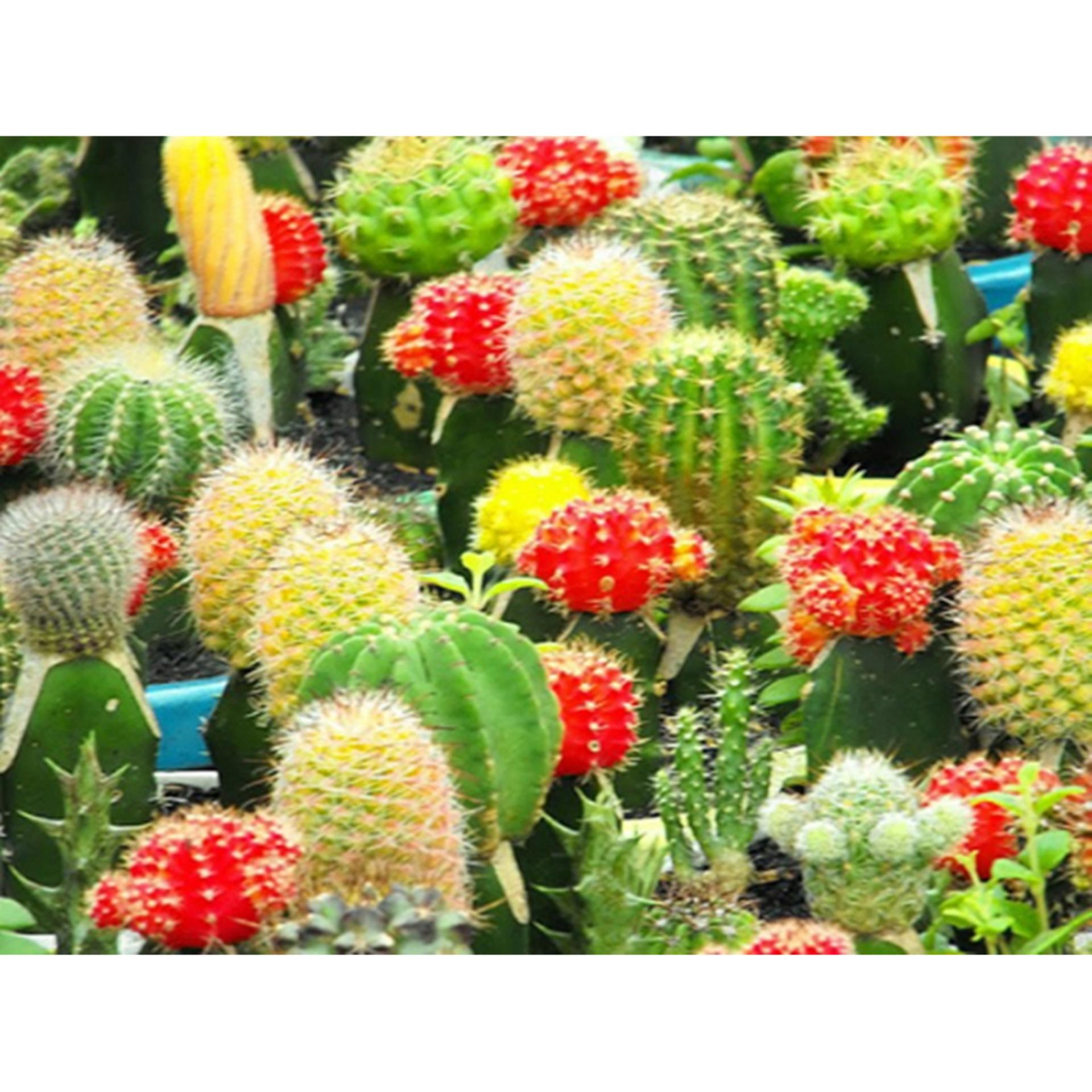 Hạt giống cây Xương rồng