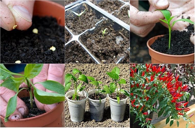 Hạt giống ớt chỉ thiên siêu cay gói 30 hạt xuất xứ Việt Nam