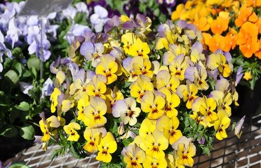 Hạt giống hoa cánh bướm
