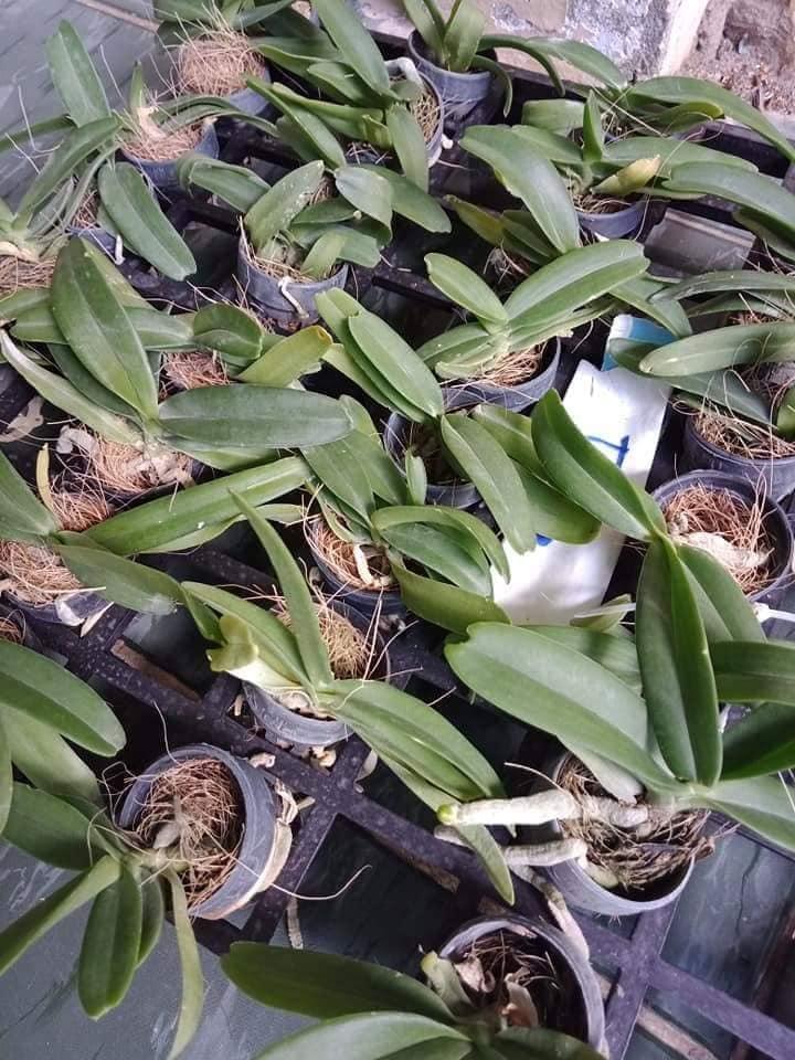 Lan giống Đai Châu Thái (combo 6 cốc 6 màu)