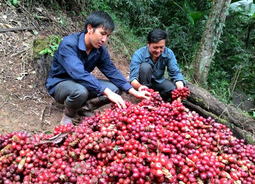 Thảo quả rừng sấy khô 100g loại 1