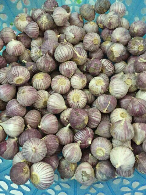 Combo 3kg tỏi cô đơn + tặng 5 hạt dổi