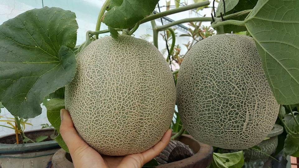 Green Melon Seeds (Pack of 100 Seeds)