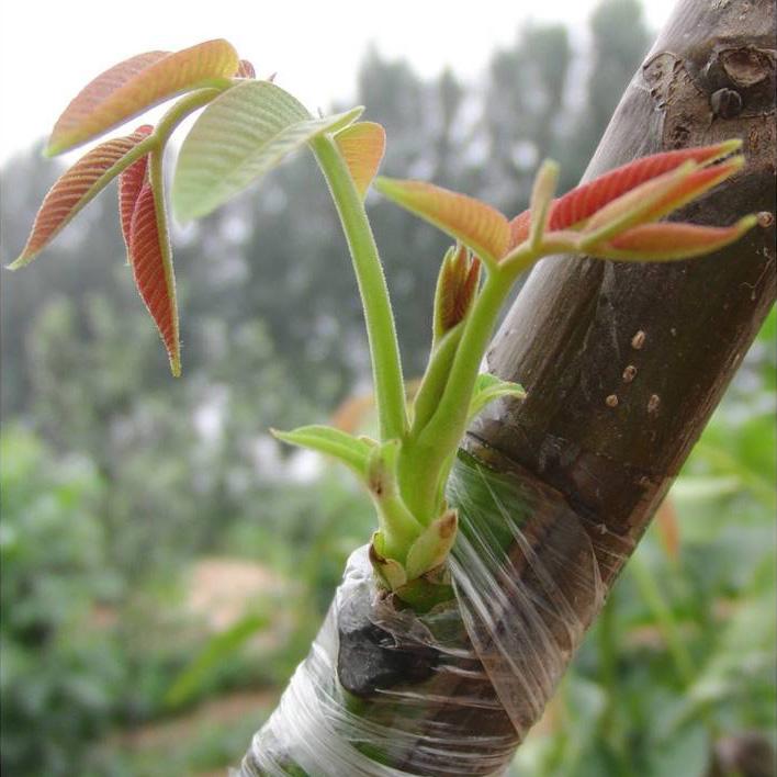 Băng ghép cây cuộn xanh 5cm