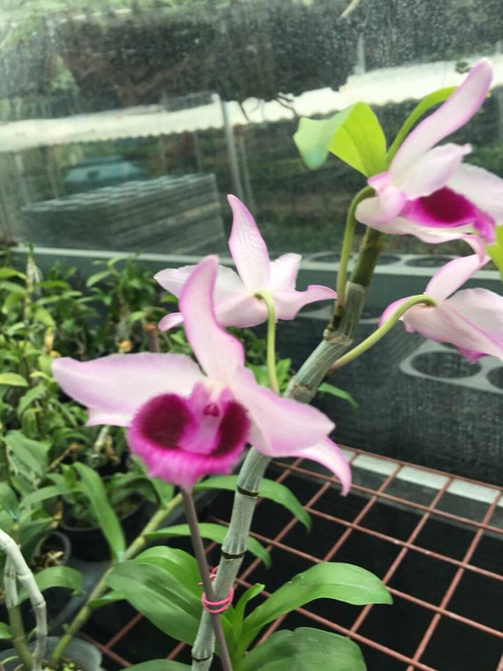 TRẦM RỒNG HÈ (đen nestor Sun flower)