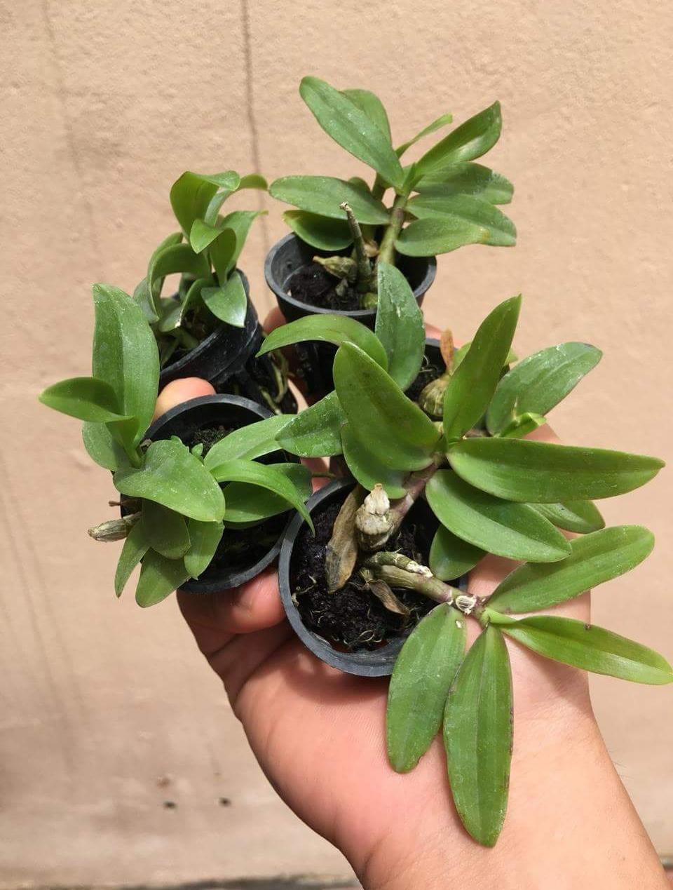 Trầm rừng cốc giống