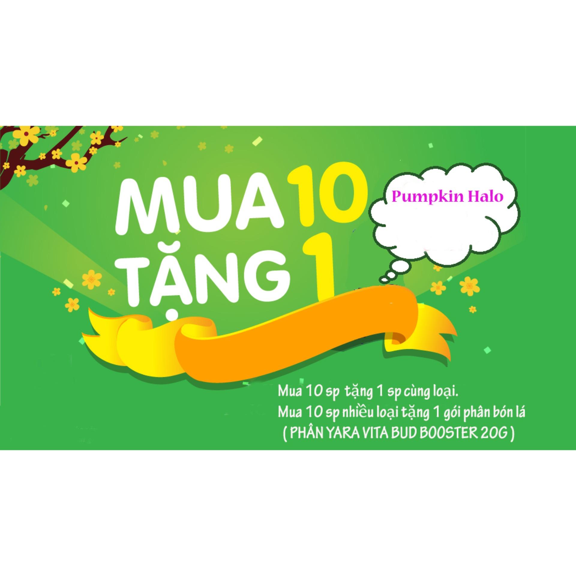 [HCM]BỘ  05 gói hạt giống Mầm Lúa Mạch  PN -100gram