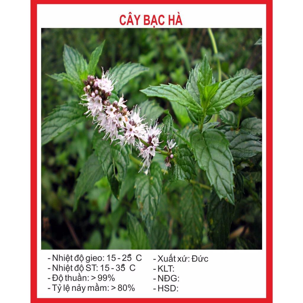 Hạt giống cây Bạc Hà (100 hạt)