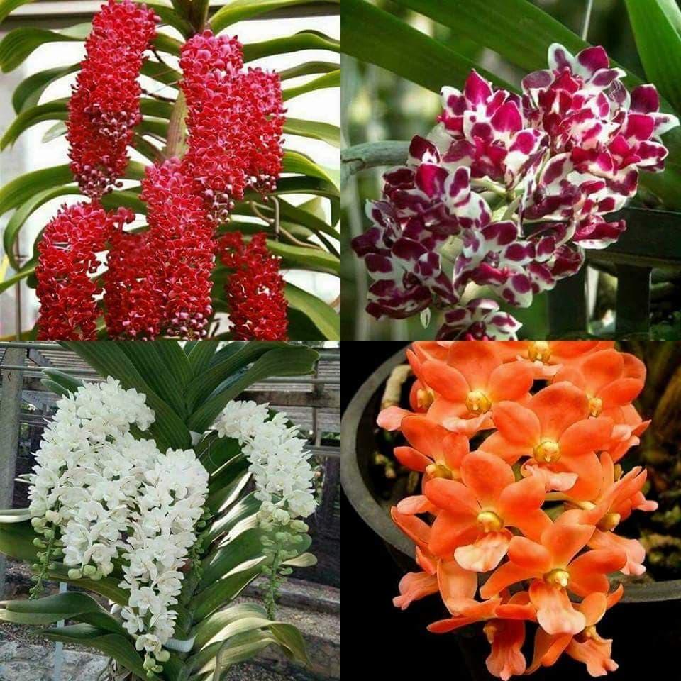 Lan giống Đai Châu Thái (combo 4 cốc 4 màu)