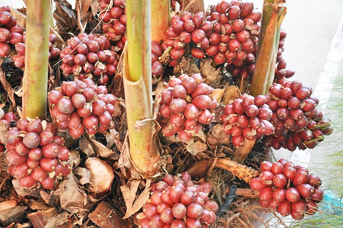Thảo quả rừng sấy khô 100g loại 1