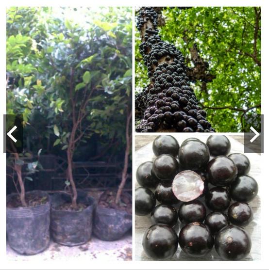 Hạt giống Nho thân gỗ