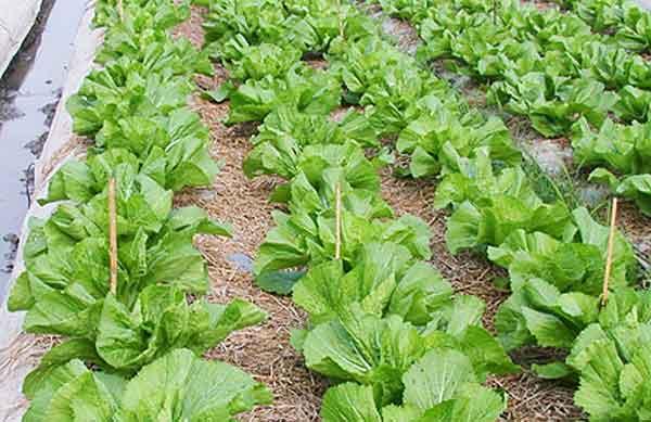 2 gói Hạt giống Cải Bẹ Dưa (20g/gói)