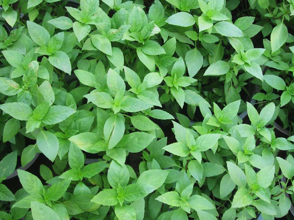 Hạt Giống Rau Húng Quế