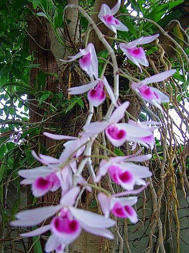3 packs Package for orchid filter Hai Hai Duong (490g / pack)