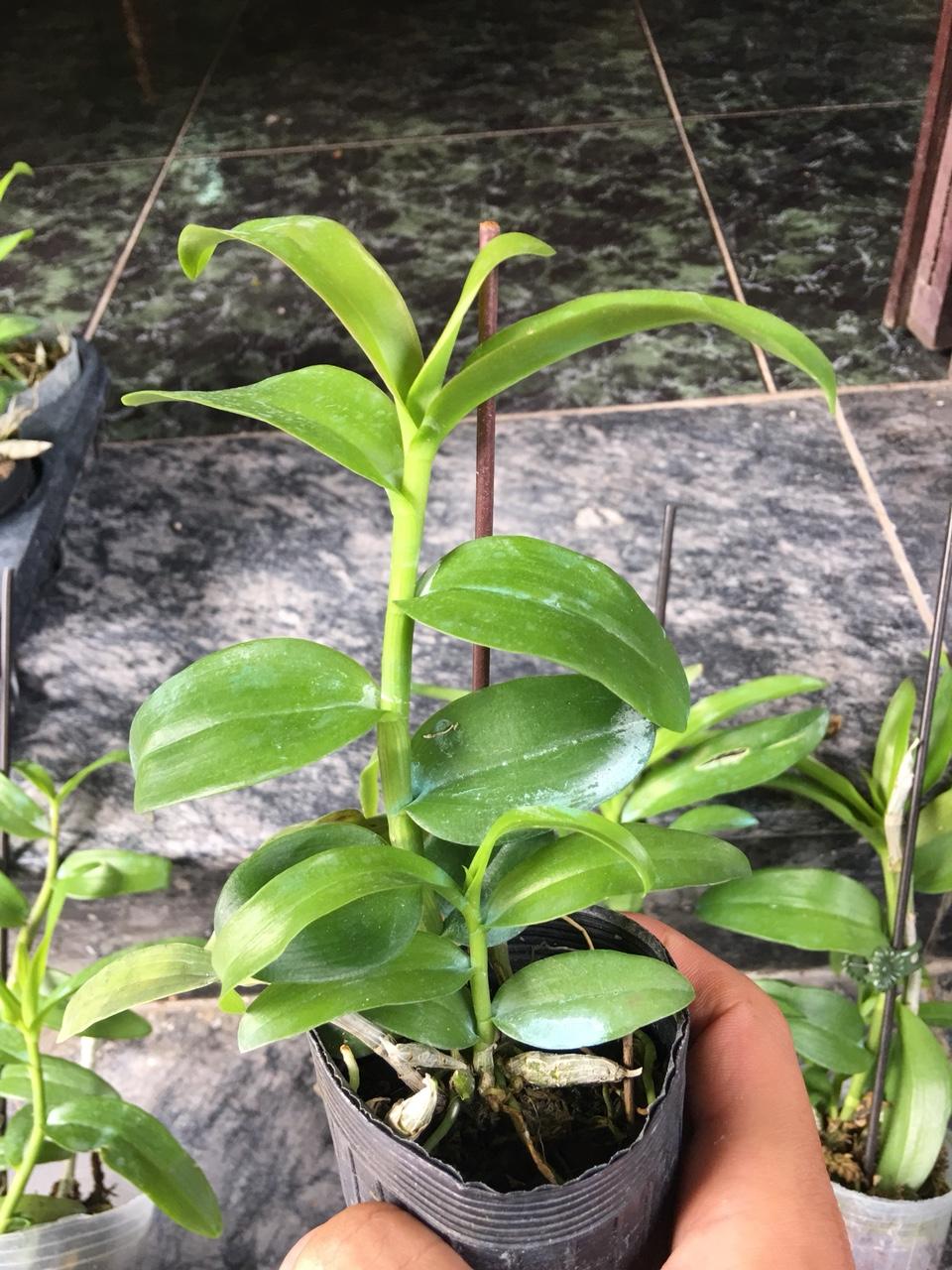Châu Như Cây năm 2 giống