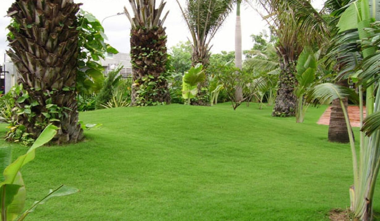 Hạt giống Cỏ nhung Nhật