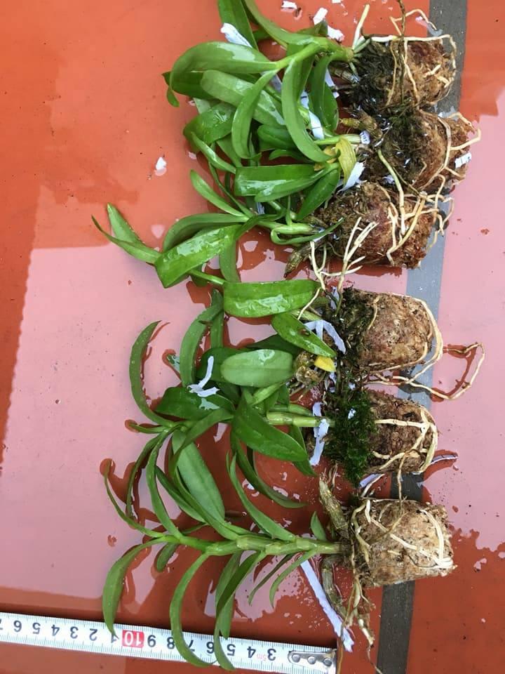 Trầm Hồng long giống